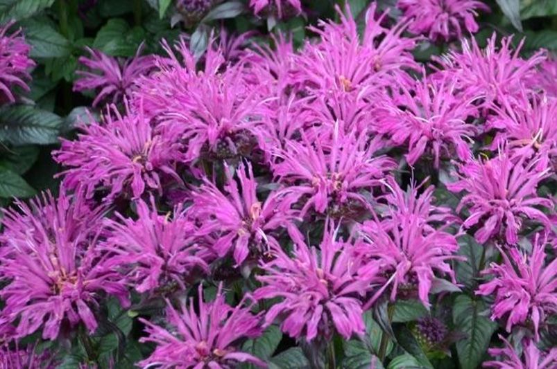A Splash of Color All Season Long: Choosing the Right Bee Balm Varieties for Your Needs - Shrubhub