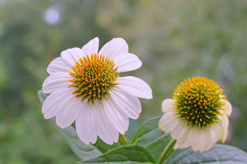 10 Coneflower Varieties to Grow for a Grand Impression - Shrubhub