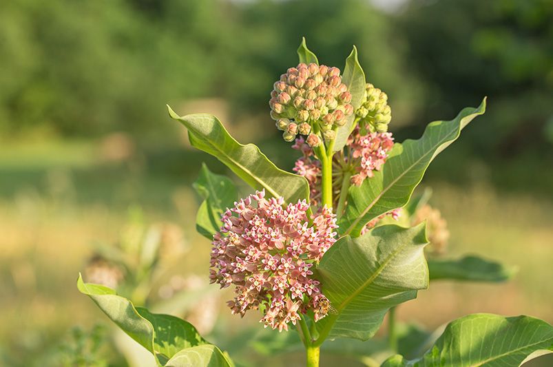 To Grow Milkweed or Not to Grow, That Is Never the Question - Shrubhub