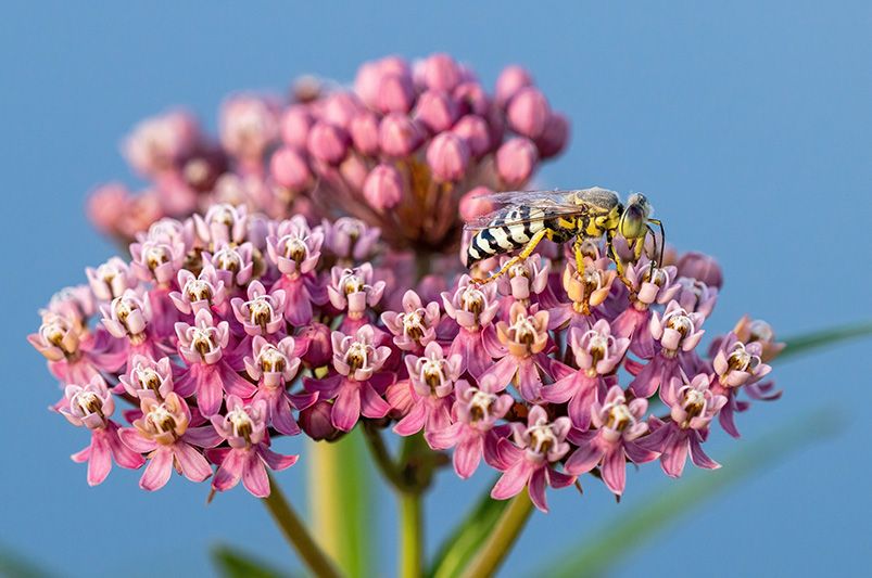 To Grow Milkweed or Not to Grow, That Is Never the Question - Shrubhub