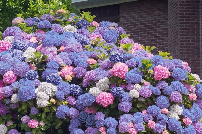 Exploring Hydrangeas Varieties for Your Garden - Shrubhub