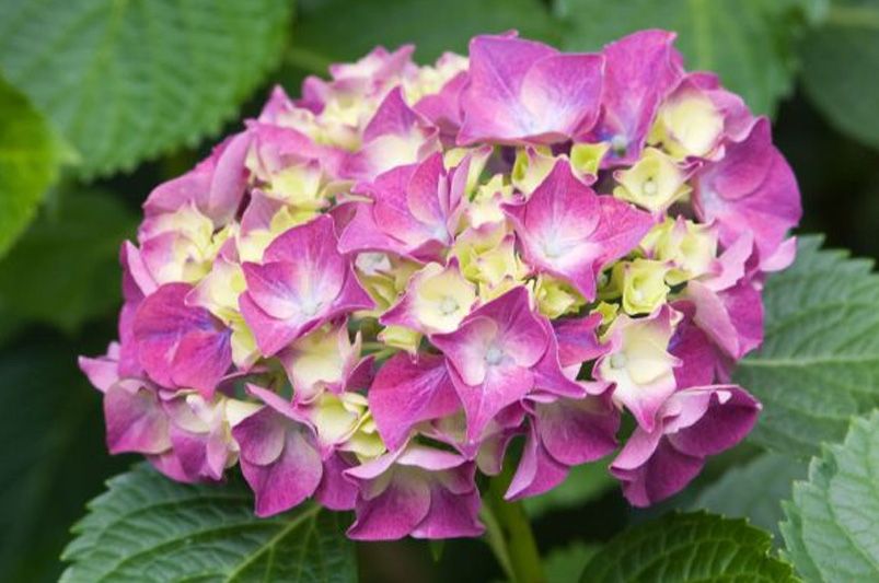 Exploring Hydrangeas Varieties for Your Garden - Shrubhub