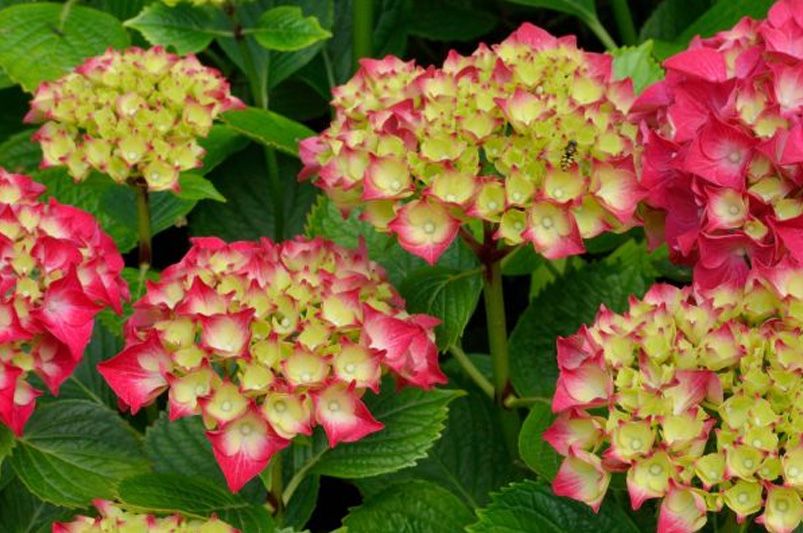 Exploring Hydrangeas Varieties for Your Garden - Shrubhub