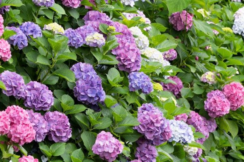 Exploring Hydrangeas Varieties for Your Garden - Shrubhub