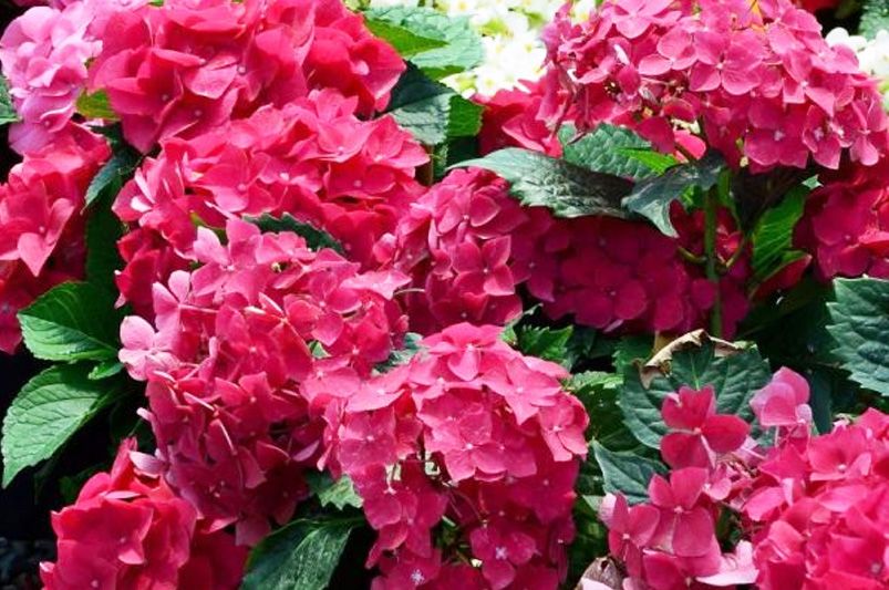 Exploring Hydrangeas Varieties for Your Garden - Shrubhub