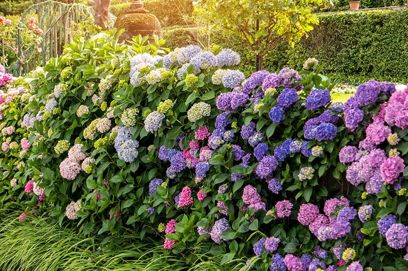 Exploring Hydrangeas Varieties for Your Garden - Shrubhub