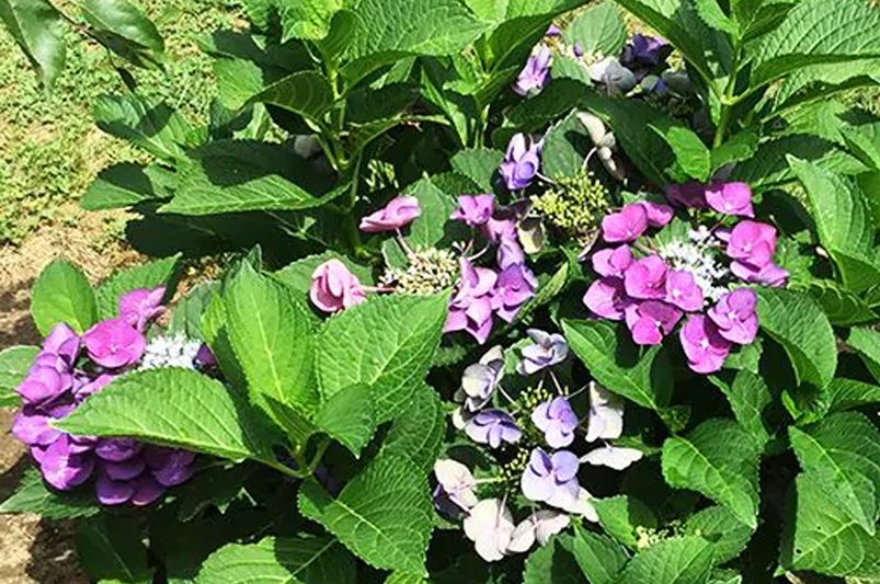 Exploring Hydrangeas Varieties for Your Garden - Shrubhub