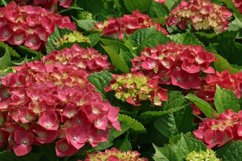 Exploring Hydrangeas Varieties for Your Garden - Shrubhub