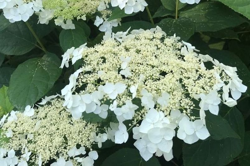 Exploring Hydrangeas Varieties for Your Garden - Shrubhub