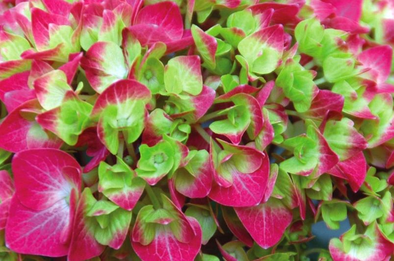 Exploring Hydrangeas Varieties for Your Garden - Shrubhub