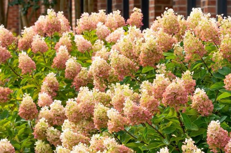 Exploring Hydrangeas Varieties for Your Garden - Shrubhub