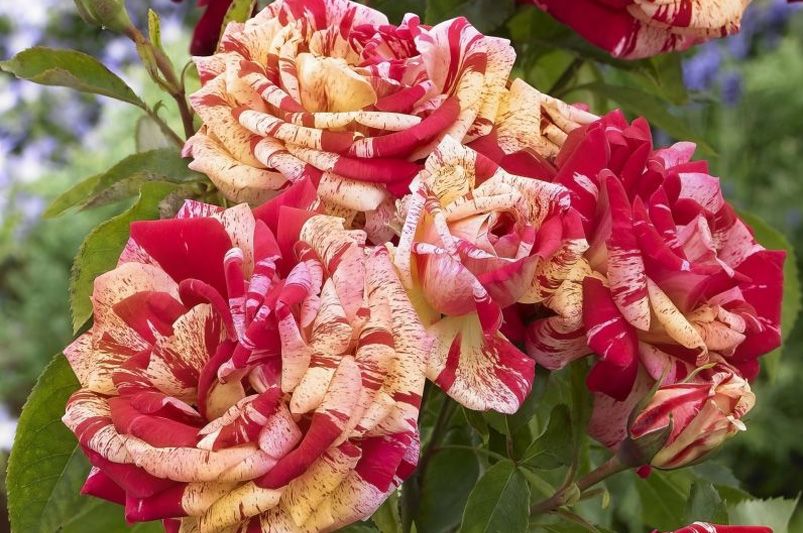 Discover Unique and Beautiful Roses for Your Garden - Shrubhub