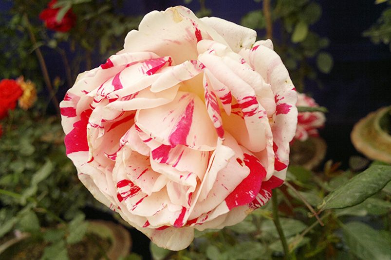 Discover Unique and Beautiful Roses for Your Garden - Shrubhub