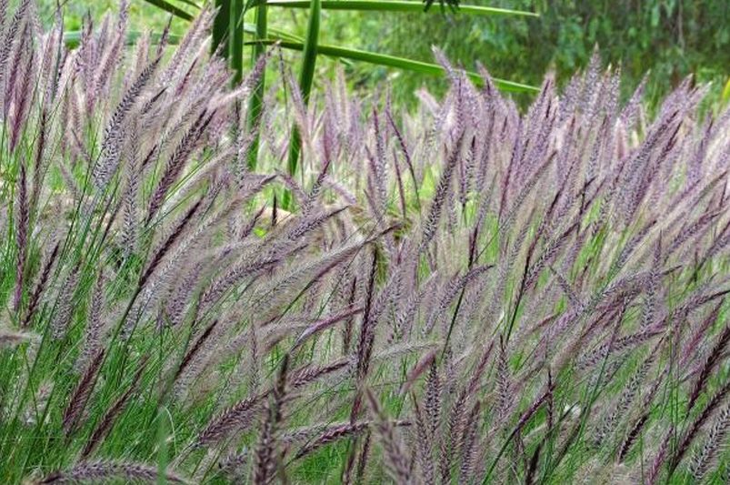Dwarf Fountain Grass: A Tiny Giant in Garden Design - Shrubhub
