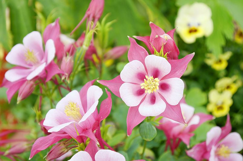 A Symphony of Colors: Exploring the Diverse Columbine Varieties - Shrubhub