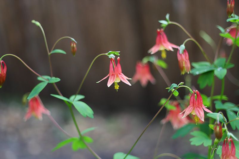 A Symphony of Colors: Exploring the Diverse Columbine Varieties - Shrubhub