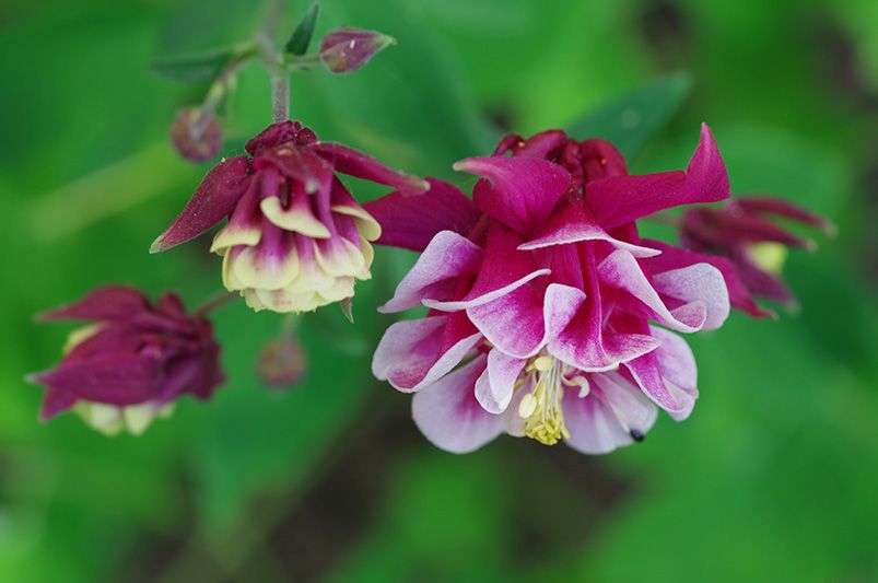 A Symphony of Colors: Exploring the Diverse Columbine Varieties - Shrubhub