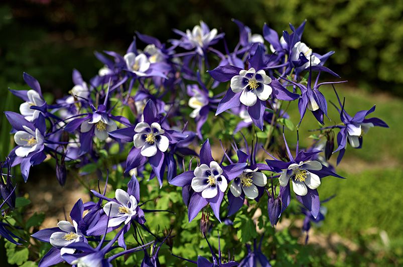 A Symphony of Colors: Exploring the Diverse Columbine Varieties - Shrubhub