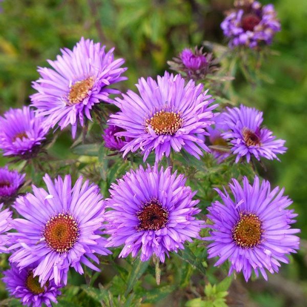 How to Create a Dreamy Floral Escape With Aster Flowers - Shrubhub