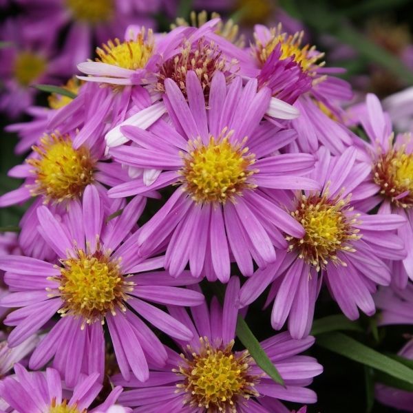 How to Create a Dreamy Floral Escape With Aster Flowers - Shrubhub