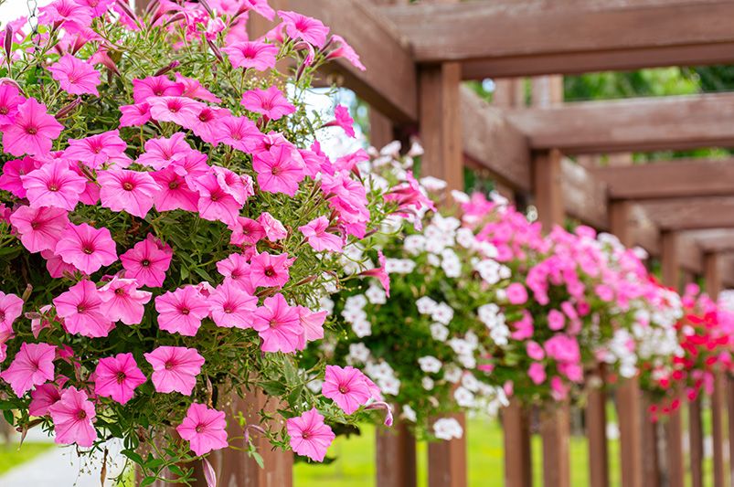 Best Plants for Your Texas Yard - Shrubhub