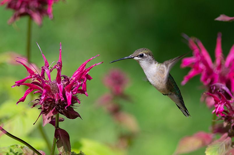 Best Plants for Your Texas Yard - Shrubhub