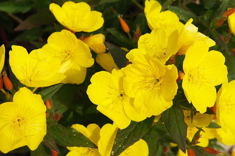 Best Plants for Your Texas Yard - Shrubhub