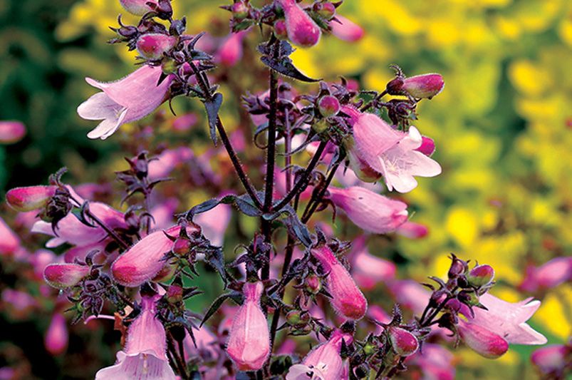 Best Plants for Your Texas Yard - Shrubhub