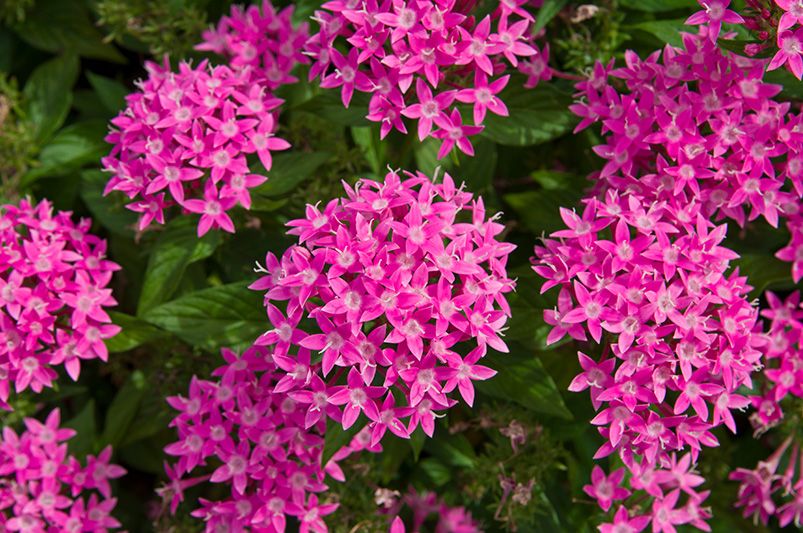 Best Plants for Your Texas Yard - Shrubhub