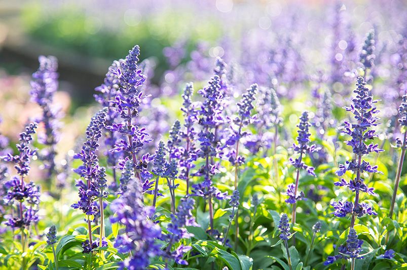 Best Plants for Your Texas Yard - Shrubhub