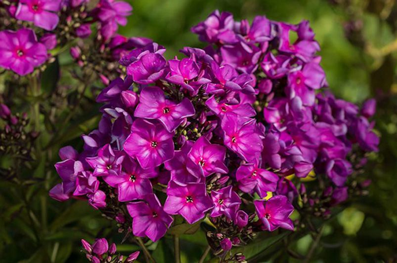 Garden Delights: The Allure of Phlox Flowers - Shrubhub