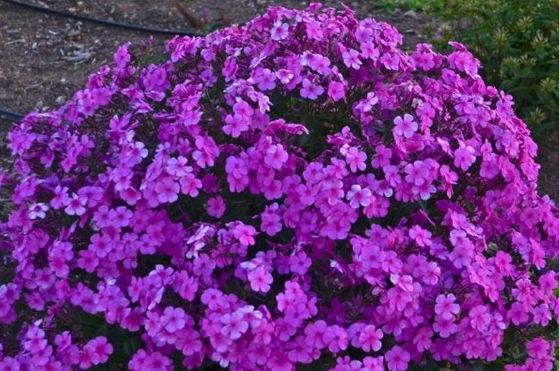 Garden Delights: The Allure of Phlox Flowers - Shrubhub