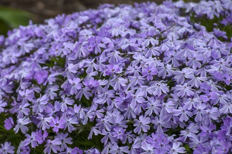 Garden Delights: The Allure of Phlox Flowers - Shrubhub