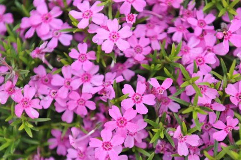 Garden Delights: The Allure of Phlox Flowers - Shrubhub