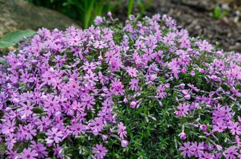 Garden Delights: The Allure of Phlox Flowers - Shrubhub