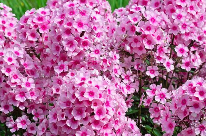 Garden Delights: The Allure of Phlox Flowers - Shrubhub