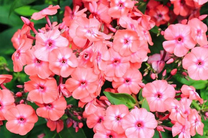 Garden Delights: The Allure of Phlox Flowers - Shrubhub