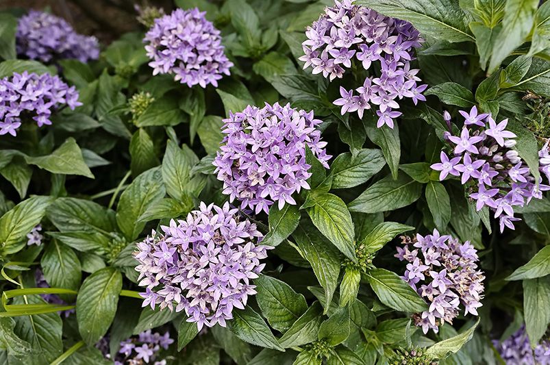 Transform Your Garden with Pentas - Shrubhub