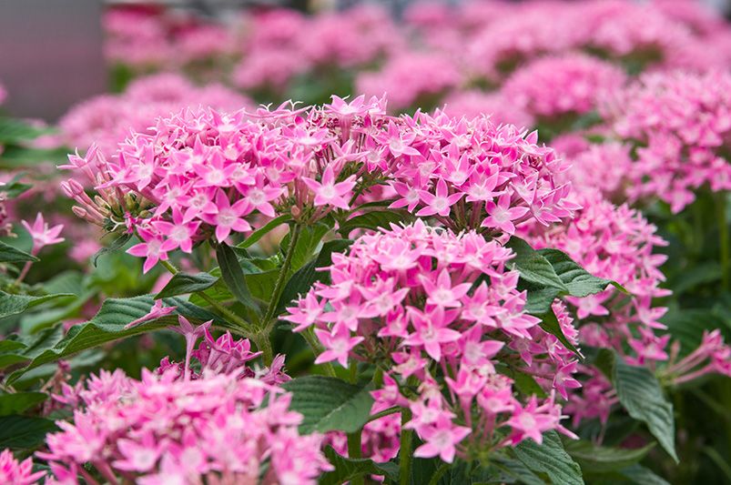 Transform Your Garden with Pentas - Shrubhub