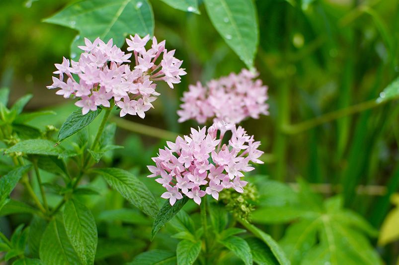 Transform Your Garden with Pentas - Shrubhub