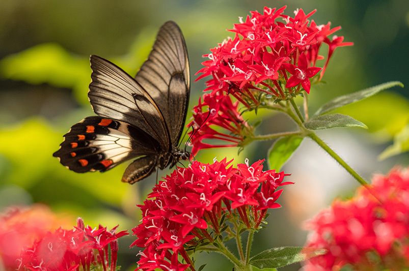 Transform Your Garden with Pentas - Shrubhub