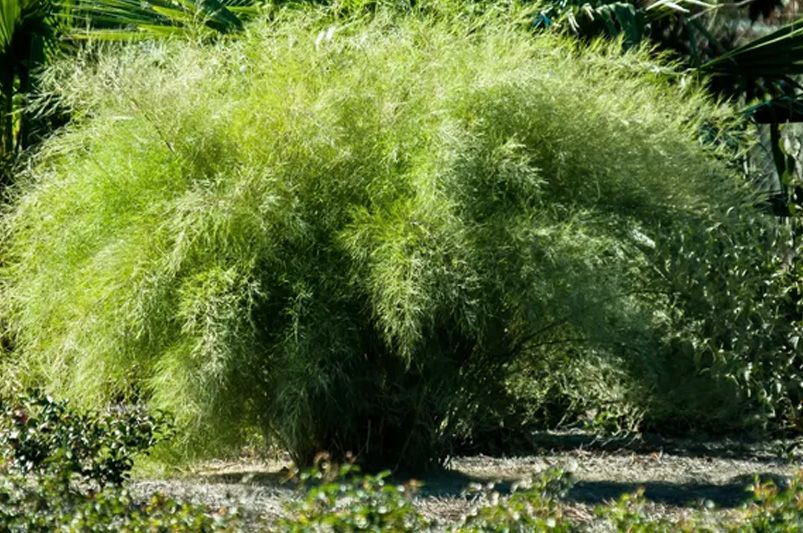 Pink Plumes: Elevating Gardens with Muhly Grass - Shrubhub