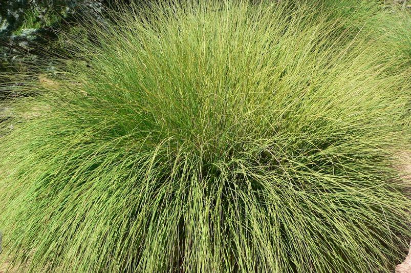 Pink Plumes: Elevating Gardens with Muhly Grass - Shrubhub