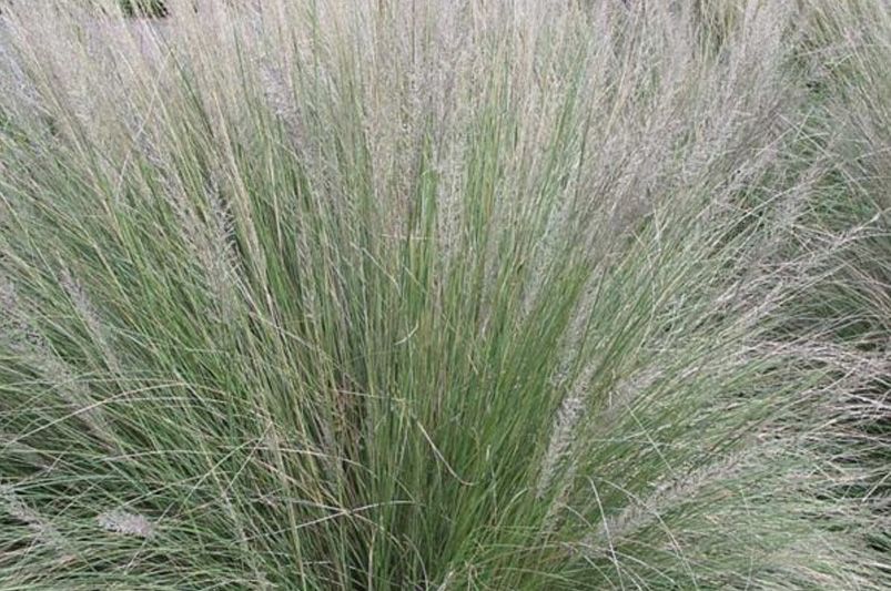 Pink Plumes: Elevating Gardens with Muhly Grass - Shrubhub