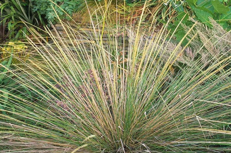 Pink Plumes: Elevating Gardens with Muhly Grass - Shrubhub