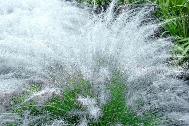 Pink Plumes: Elevating Gardens with Muhly Grass - Shrubhub