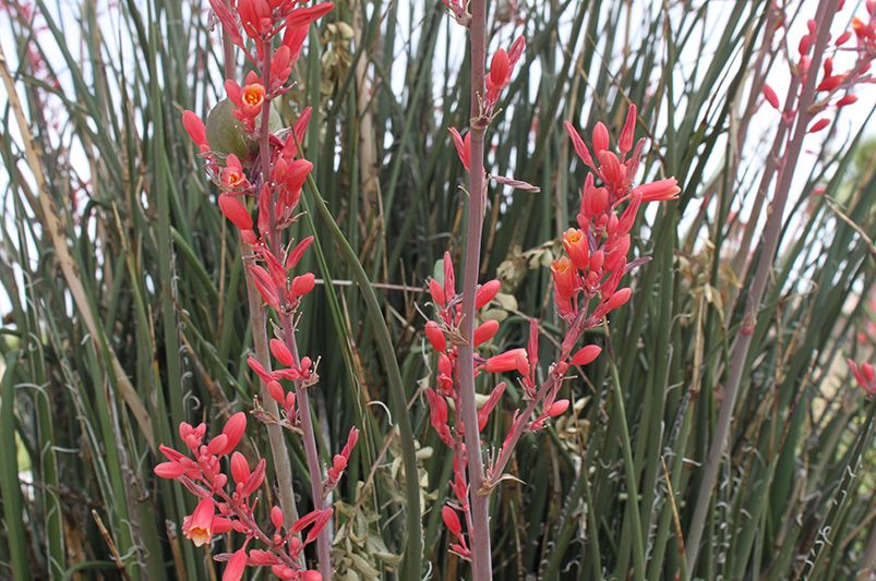 Transform Your Garden with Stunning Red Yucca - Shrubhub