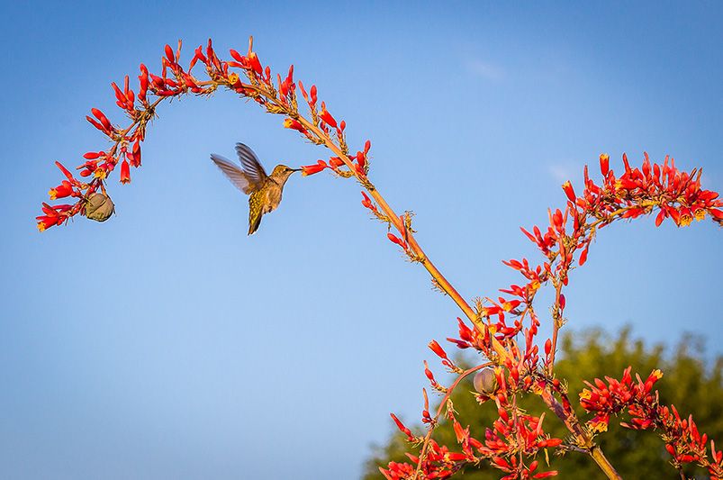 Transform Your Garden with Stunning Red Yucca - Shrubhub