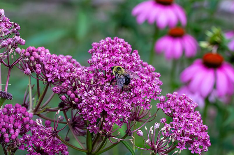 Beyond Orange: Exploring the Colorful World of Butterfly Weed Varieties - Shrubhub