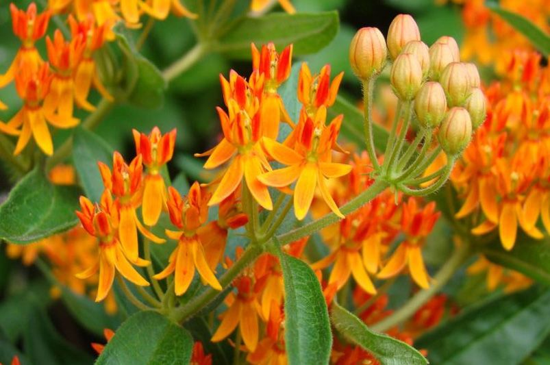 Beyond Orange: Exploring the Colorful World of Butterfly Weed Varieties - Shrubhub